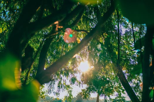 morning sunlight through tree.