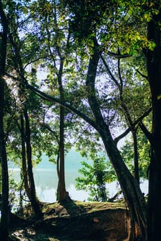 tree beside lake pond in park.
