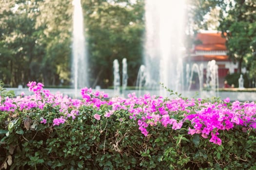 Bougainvillea flower decorating in garden