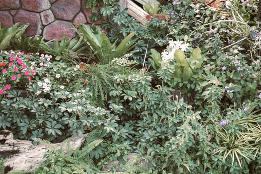 green leaves plant decorating in garden