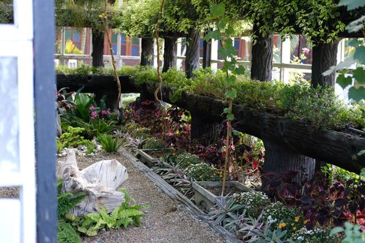 flower plant growing decorating in wooden gazebo pergola in garden