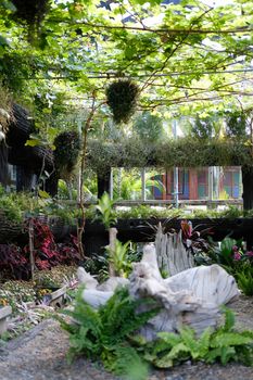 flower plant growing decorating in wooden gazebo pergola in garden