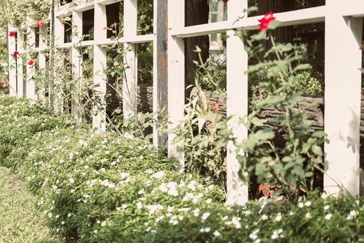 gazebo pergola for growing plant tree in garden