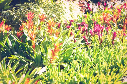 bromeliad urn plant growing in garden