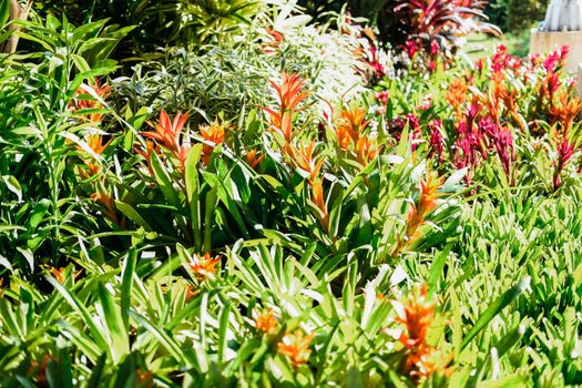 bromeliad urn plant growing in garden