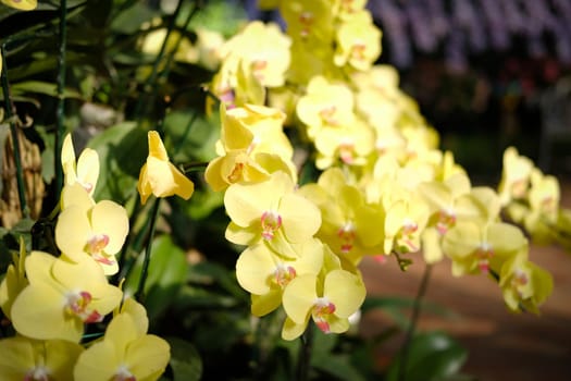 blooming phalaenopsis orchid flower in garden
