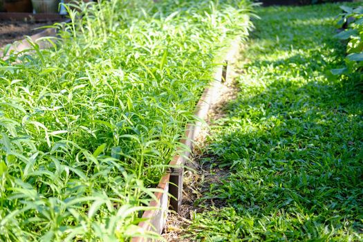 chinese water convolvulus spinach plant growing in vegetable garden