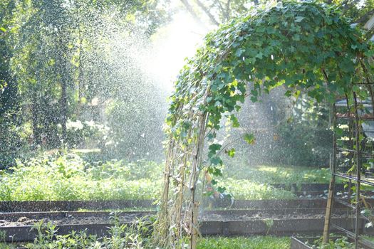 plant growing in garden with water spraying on leaves