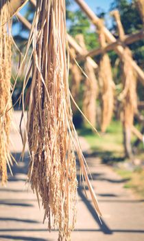 paddy rice hanging on bamboo arch