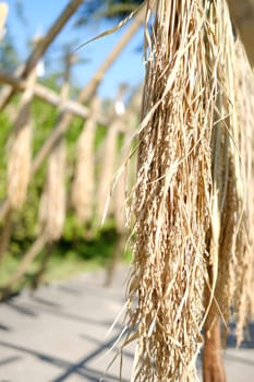 paddy rice hanging on bamboo arch
