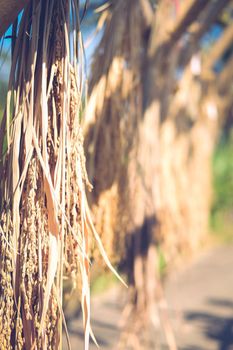 paddy rice hanging on bamboo arch