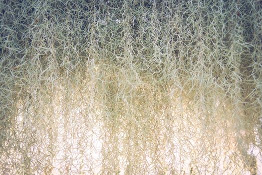 Spanish moss plant growing in garden