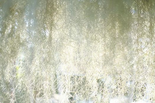 Spanish moss plant growing in garden