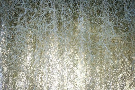 Spanish moss plant growing in garden