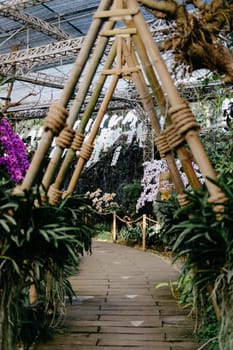 blooming phalaenopsis orchid flower in garden