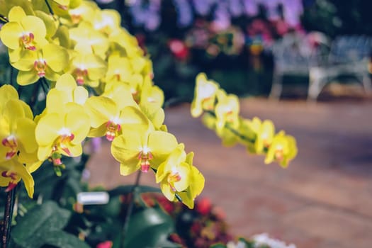 blooming phalaenopsis orchid flower in garden
