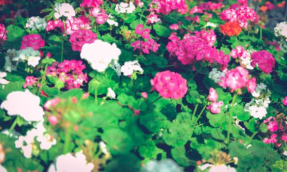 blooming geranium flower plant in garden park