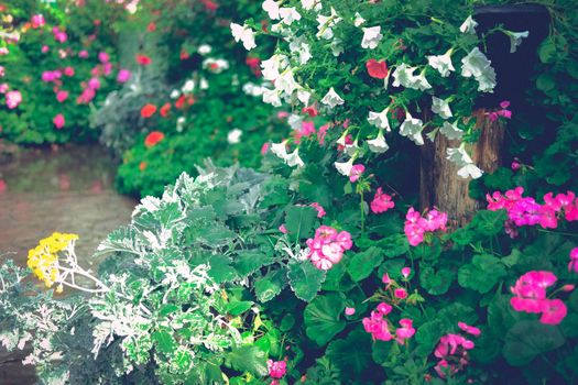 blooming flower plant in garden park
