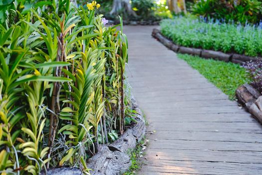 orchid flower plant  decorating in garden
