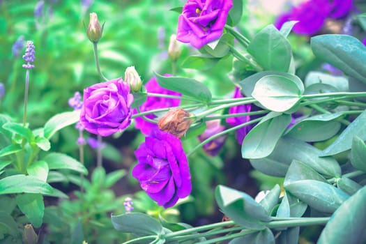 purple Lysianthus flower growing in garden