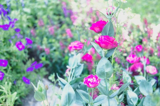 pink Lysianthus flower growing in garden