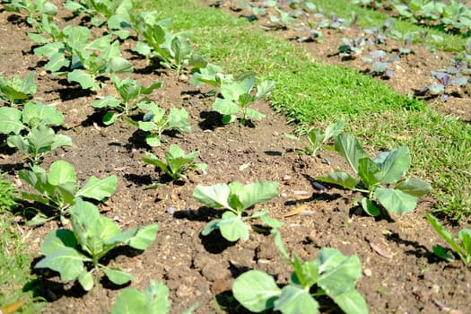 vegetable plant growing in garden