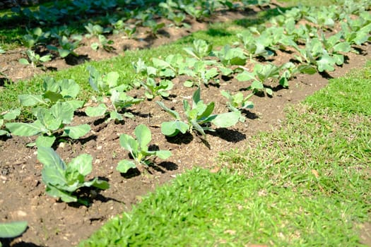 vegetable plant growing in garden