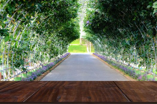 purple wreath Sandpaper Vine flower plant tree on pergola arbour