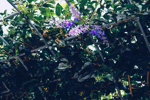 purple wreath Sandpaper Vine flower plant tree on pergola arbour
