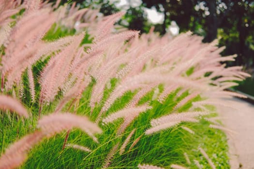 grass flower field on hill