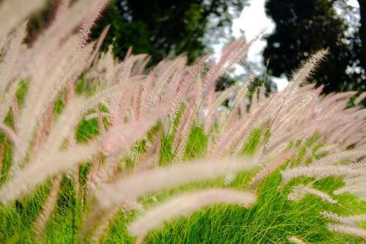 grass flower field on hill