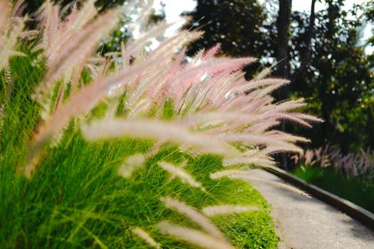 grass flower field on hill