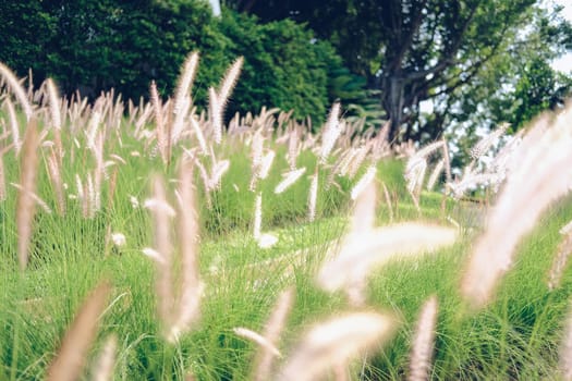 grass flower field on hill