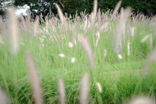 grass flower field on hill
