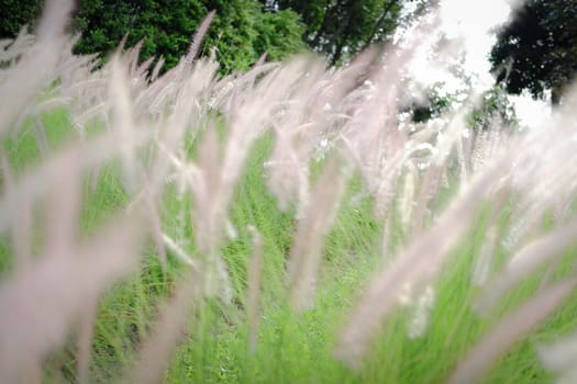 grass flower field on hill