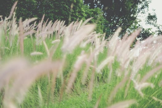 grass flower field on hill
