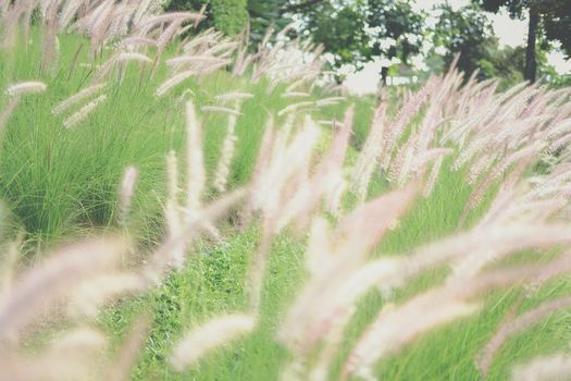 grass flower field on hill