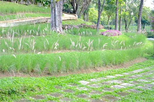 walkway beside grass flower field on hill