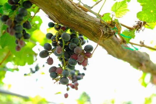 growing grape fruit plant tree in vineyard farm