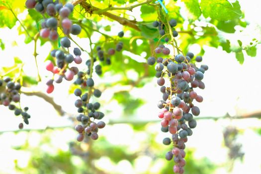 growing grape fruit plant tree in vineyard farm