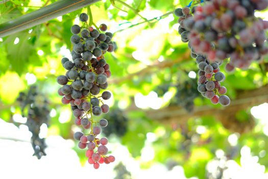 growing grape fruit plant tree in vineyard farm