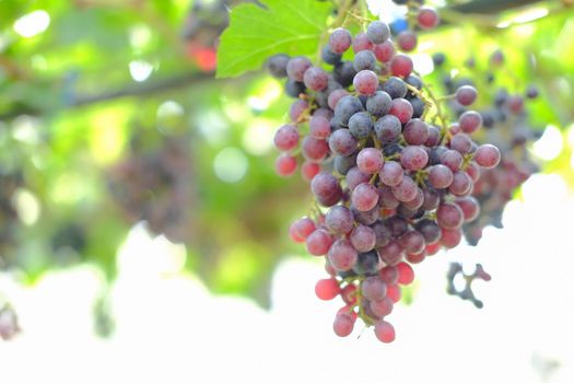 growing grape fruit plant tree in vineyard farm