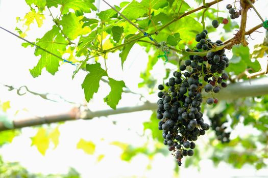 growing grape fruit plant tree in vineyard farm