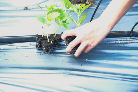 hand growing planting melon plant seedling sprout