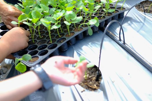 hand growing planting melon plant seedling sprout