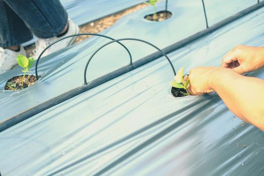 hand growing planting melon plant seedling sprout