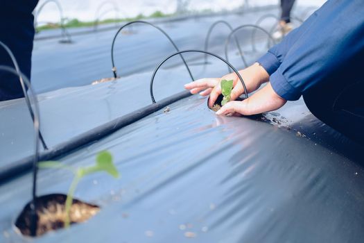 hand growing planting melon plant seedling sprout
