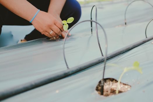 hand growing planting melon plant seedling sprout