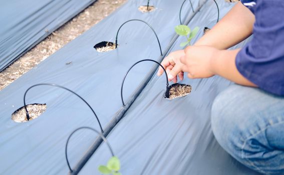 hand growing planting melon plant seedling sprout