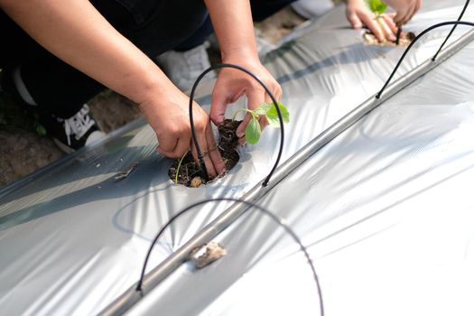 hand growing planting melon plant seedling sprout